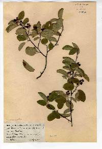 Amelanchier canadensis image