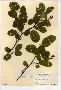 Amelanchier stolonifera image