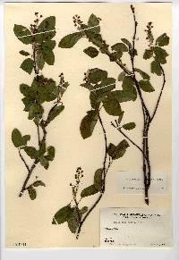 Amelanchier stolonifera image