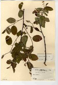 Amelanchier stolonifera image