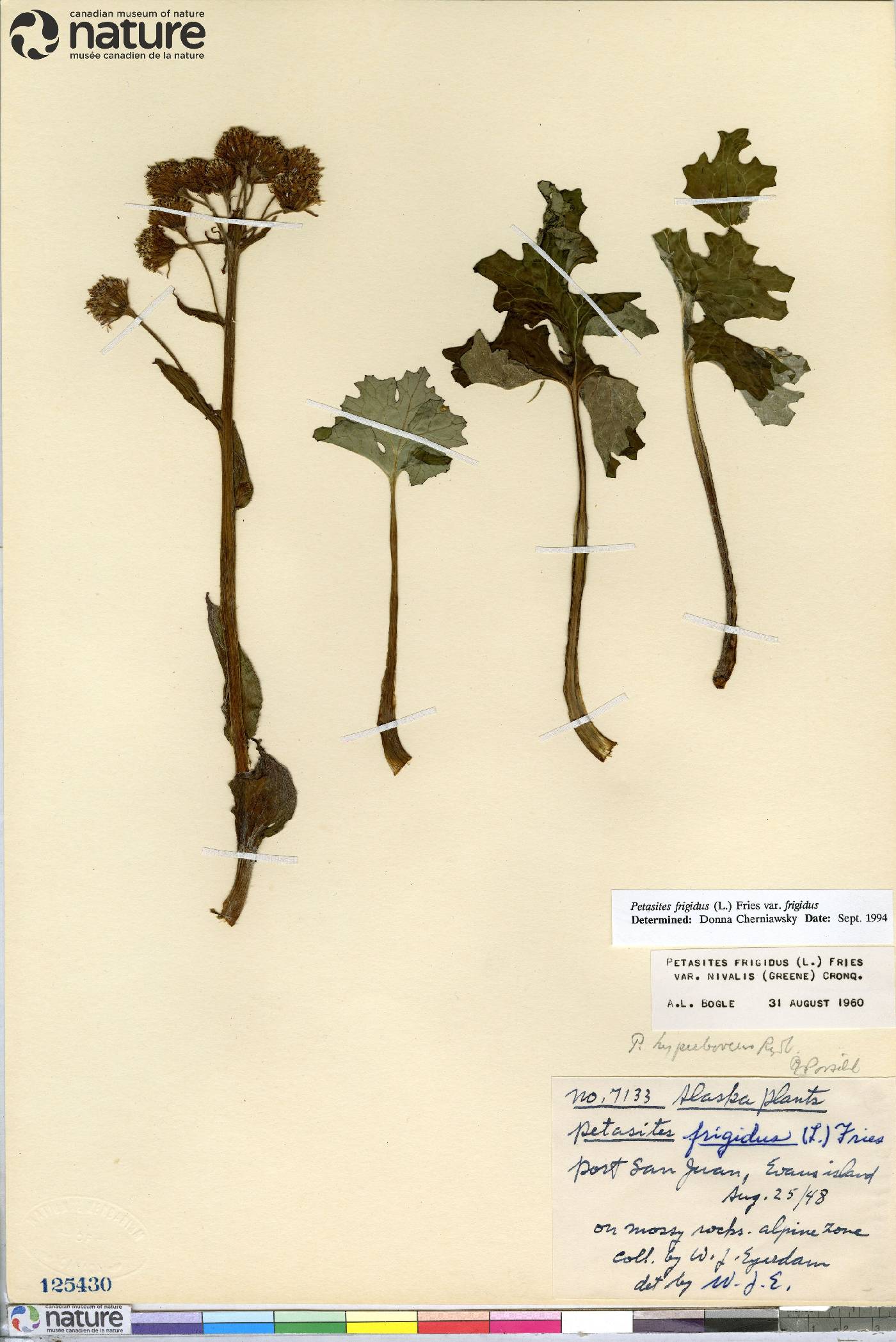 Petasites frigidus var. frigidus image