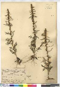 Artemisia biennis image