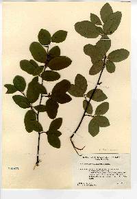 Amelanchier stolonifera image