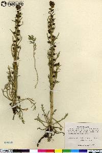 Artemisia arctica image