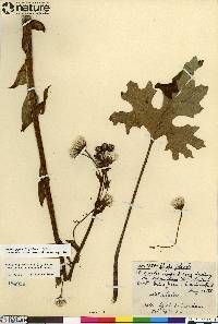 Petasites frigidus var. frigidus image