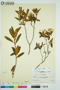 Rhododendron groenlandicum image