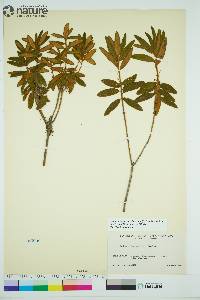 Rhododendron groenlandicum image