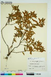 Rhododendron groenlandicum image