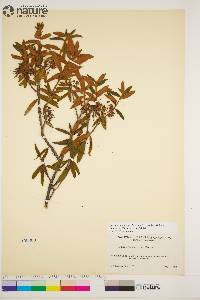 Rhododendron groenlandicum image