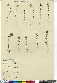 Euphrasia stricta image