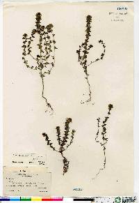 Euphrasia stricta image