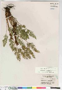 Cryptogramma acrostichoides image