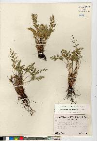 Cryptogramma acrostichoides image