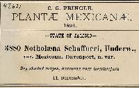 Notholaena schaffneri var. mexicana image