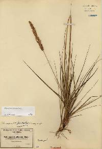 Calamagrostis fasciculata image