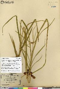 Cyperus pseudovegetus var. megalanthus image