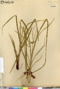 Cyperus pseudovegetus image