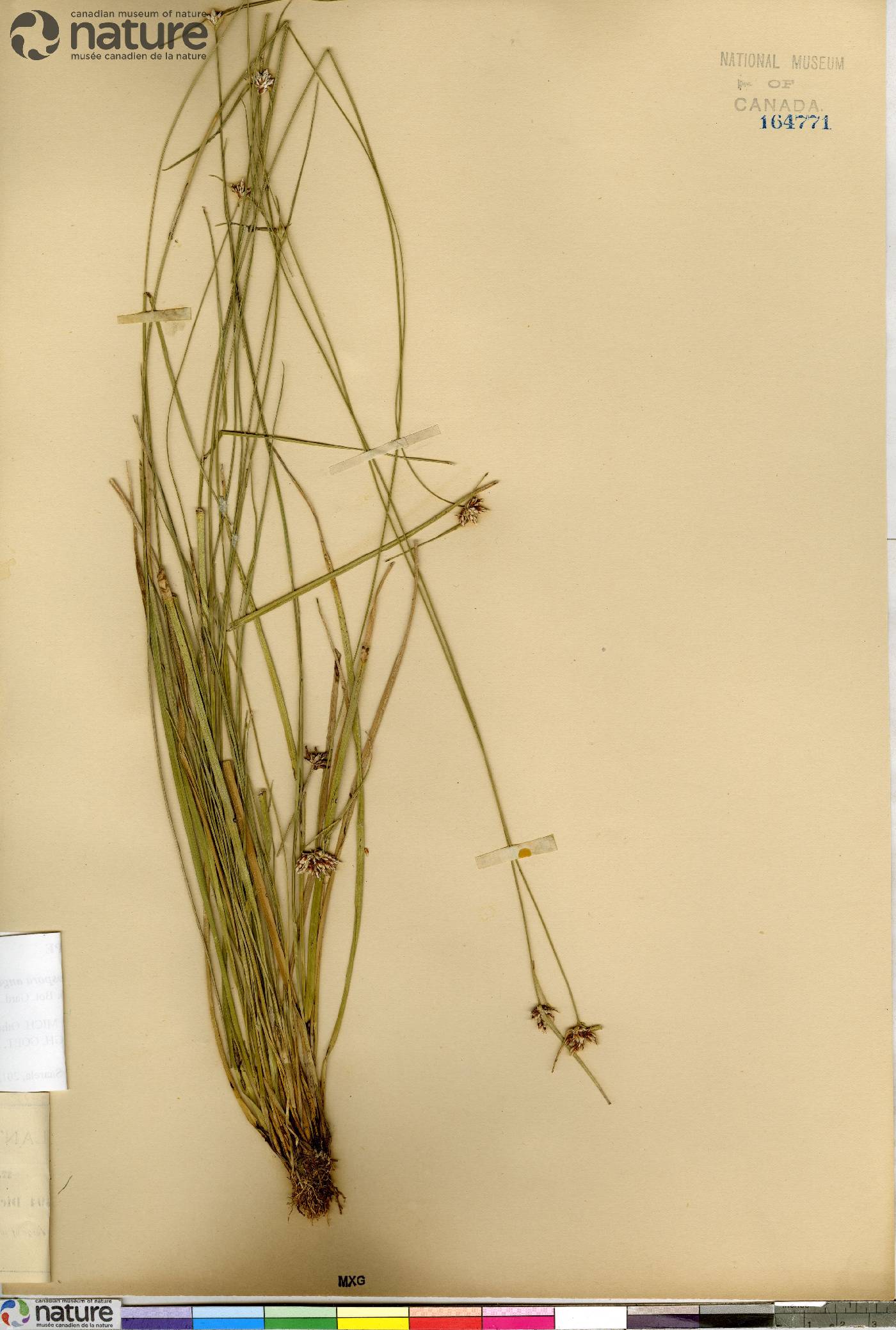 Rhynchospora angosturensis image