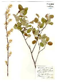 Amelanchier stolonifera image