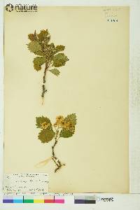 Crataegus laurentiana image