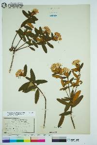 Rhododendron groenlandicum image