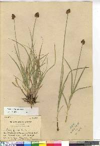 Carex macloviana image