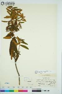 Rhododendron groenlandicum image