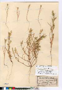 Corispermum hookeri image