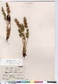 Cryptogramma acrostichoides image