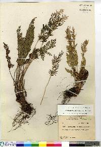 Cryptogramma acrostichoides image