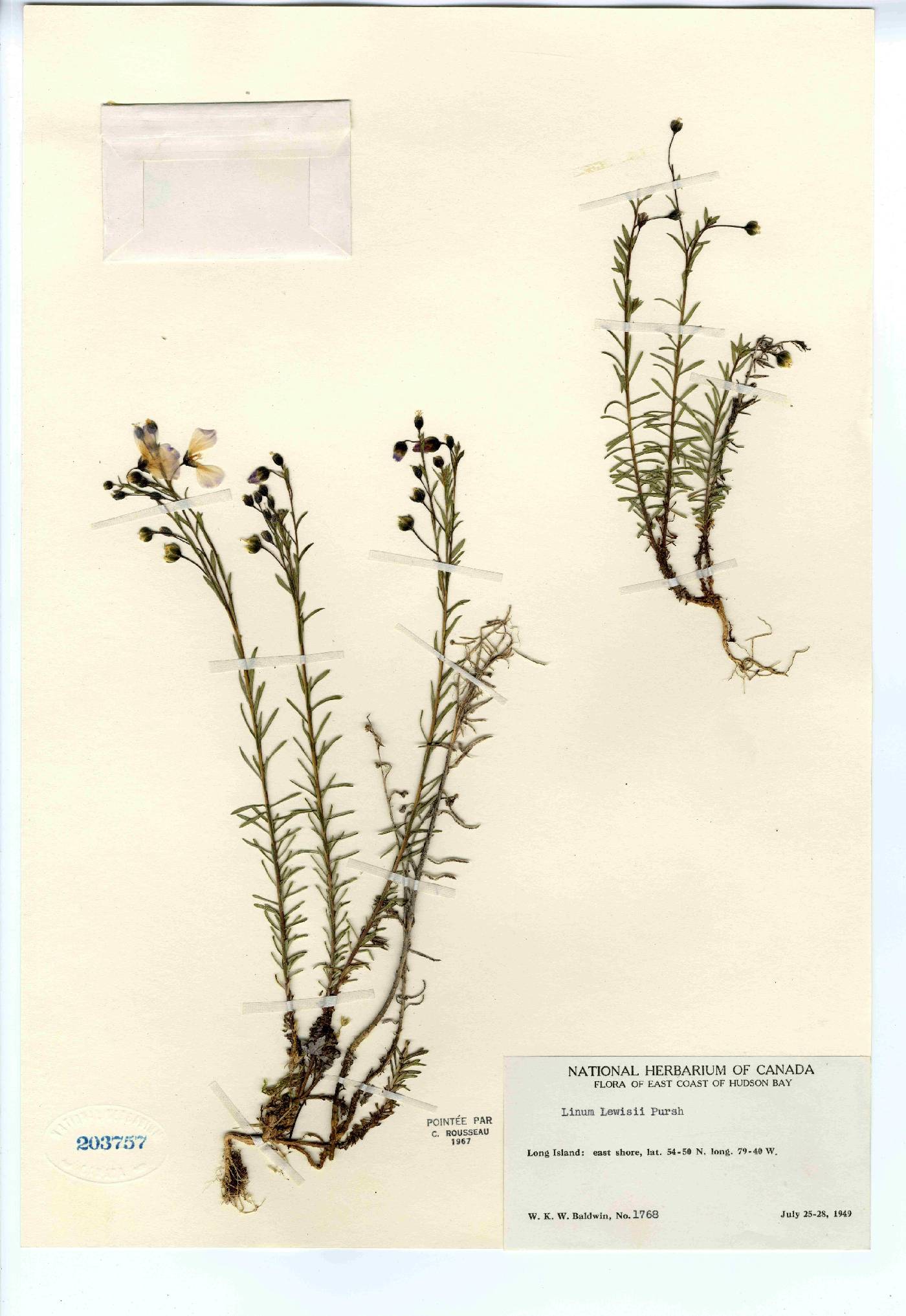 Linum lewisii var. lepagei image