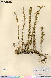 Artemisia frigida image