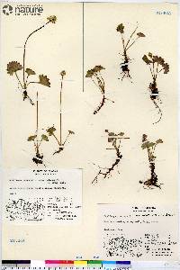 Micranthes nelsoniana subsp. nelsoniana image