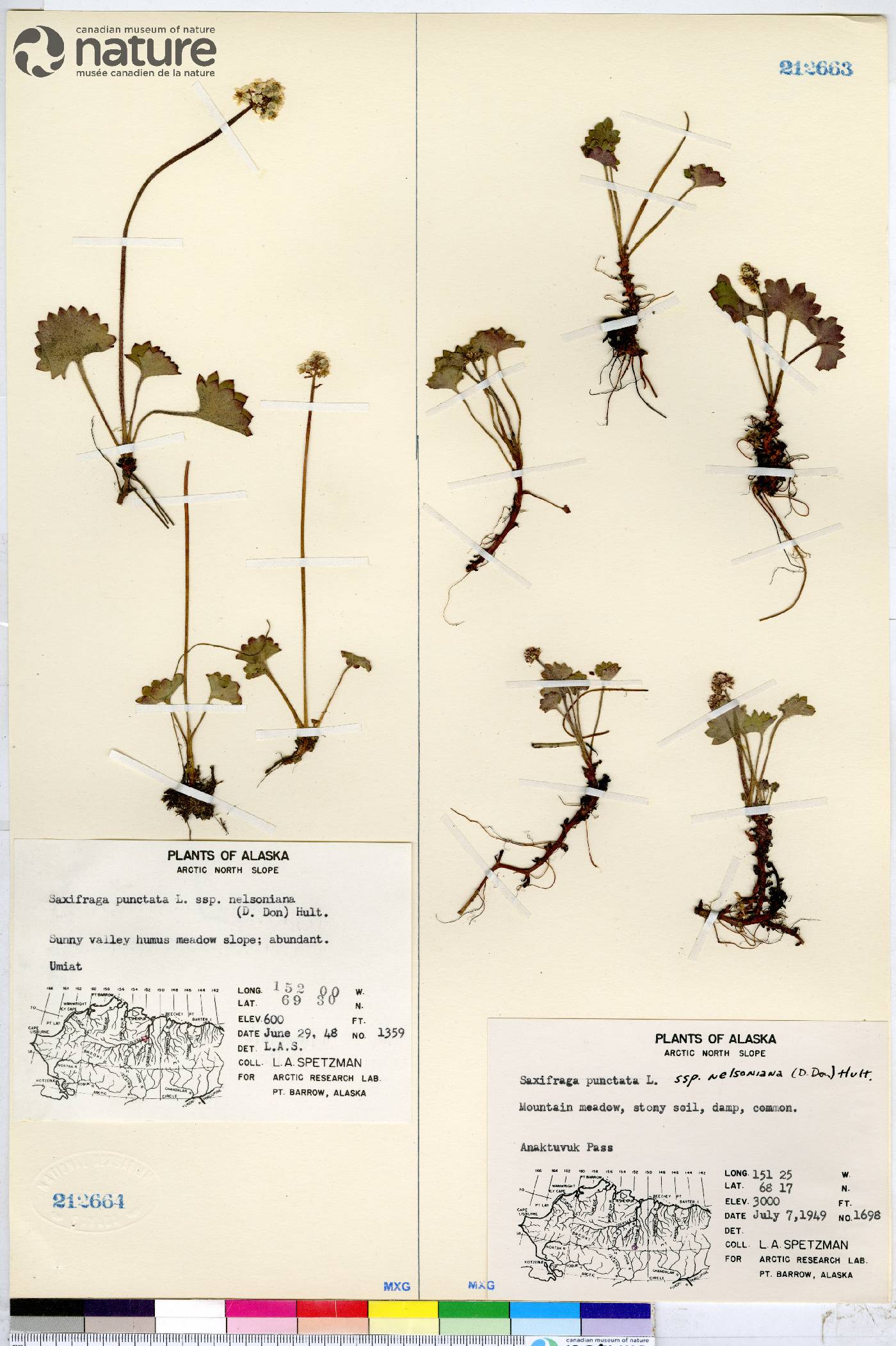 Micranthes nelsoniana subsp. nelsoniana image