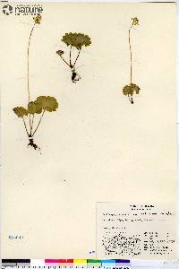 Micranthes nelsoniana subsp. nelsoniana image