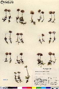 Erigeron purpuratus image