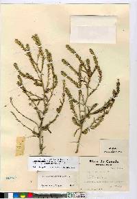 Corispermum villosum image