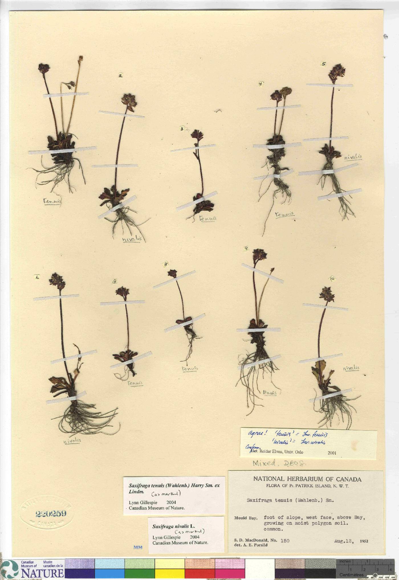 Saxifraga tenuis image