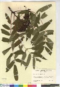 Sorbus americana image