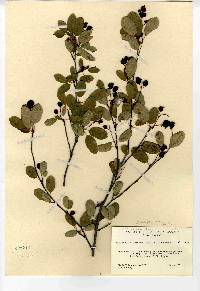 Amelanchier stolonifera image