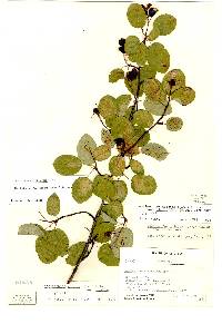 Amelanchier stolonifera image