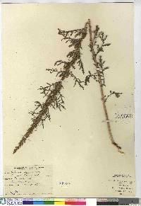 Artemisia biennis image