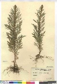 Artemisia biennis image