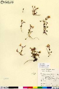 Claytonia sarmentosa image
