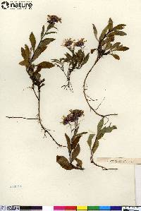 Aster sibiricus image