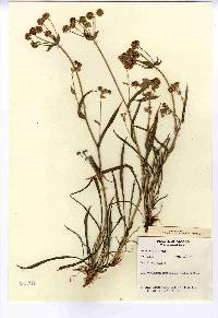 Bupleurum americanum image