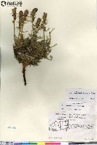 Artemisia richardsoniana image