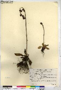 Saxifraga hieraciifolia image