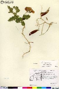 Lathyrus japonicus image