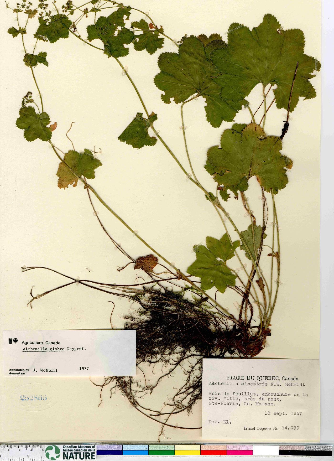 Alchemilla glabra image